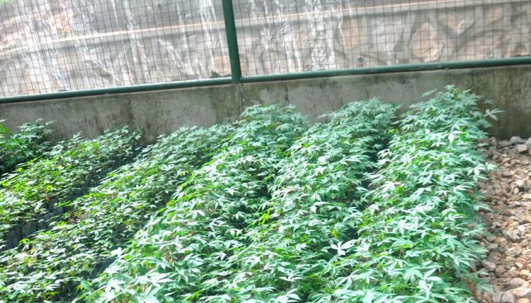 Picture of the Confined Field Trial (CFT) currently being carried out on transgenic cassava