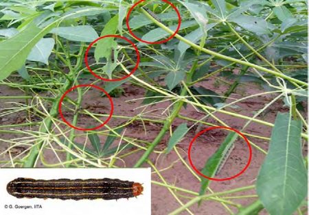 Picture of Southern armyworm attacking cassava in Nigeria. Photo by Andrew Ajetola