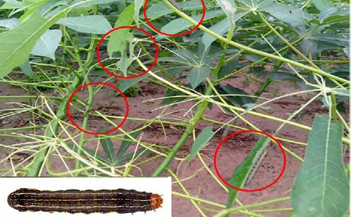 Picture of Southern armyworm attacking cassava in Nigeria. Photo by Andrew Ajetola