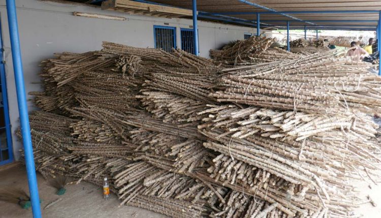 Picture of bundles of improved variety of cassava stems from IITA acquired by Congo-Brazzavile for their new cassava program