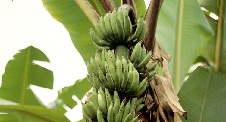 Plantain is an important crop in the economy of Cameroon.