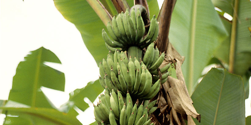 Plantain is an important crop in the economy of Cameroon.