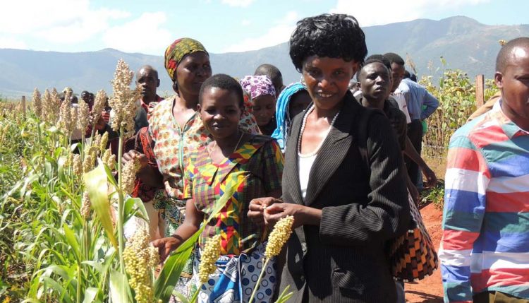 Picture of Farmers looking at the improved sorghum varieties intercropped with cowpea at their demonstration site.