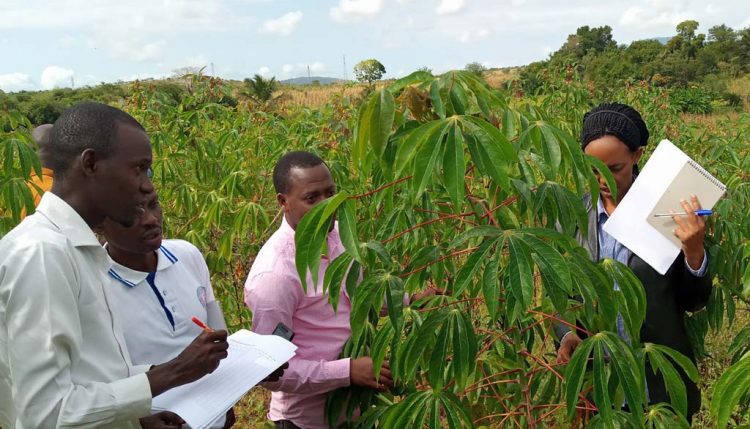 Picture of visitors from Rwanda and Burundi testing out TOSCI's cassava certification protocol