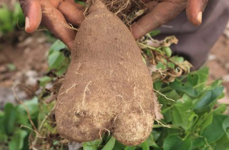 Picture of yam tuber