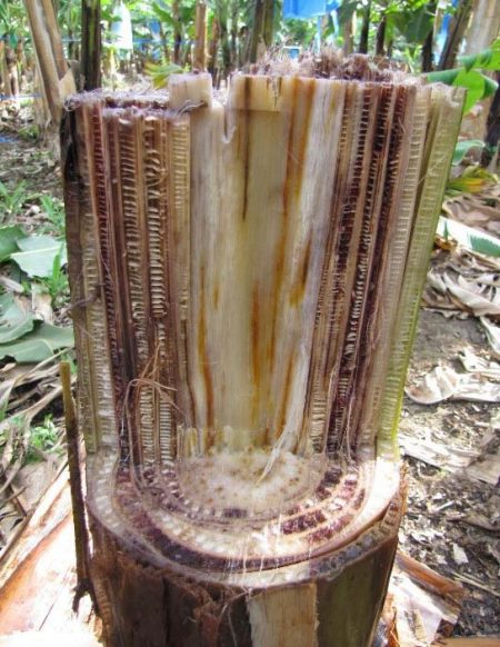 Picture of Stump of infected banana tree. Source: Viljoen, 2018.