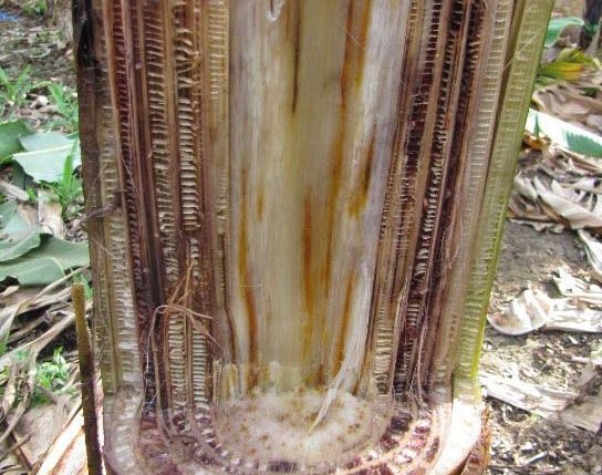 Picture of Stump of infected banana tree. Source: Viljoen, 2018.