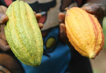 Picture of cocoa fruits.
