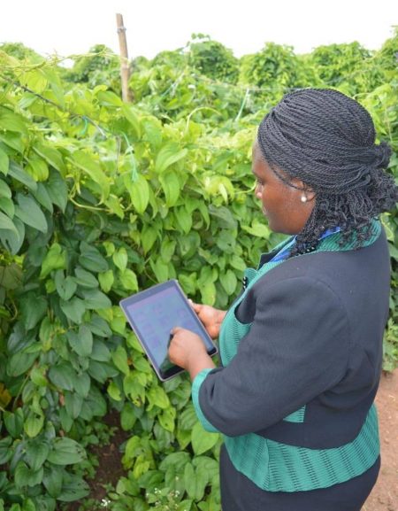 Picture of Dr Kolade in the field with the ‘Leaf Doctor’ App