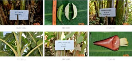 Photos showing the unique morphological traits of various banana and plantain varieties that help in their identification