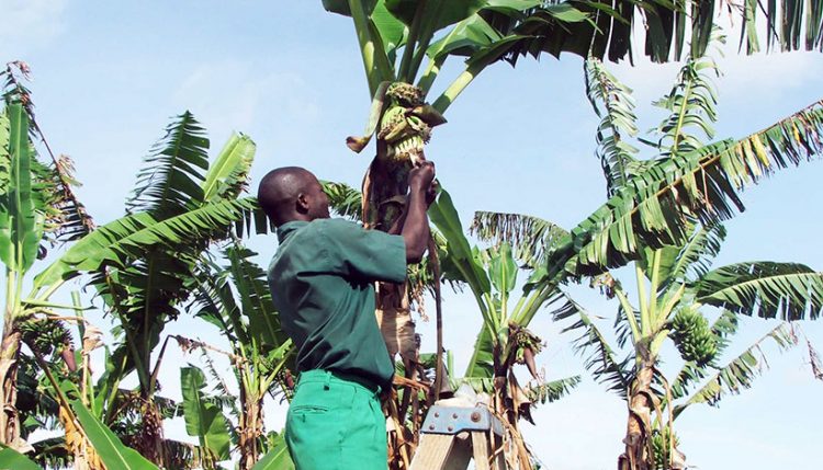 A field worker identifying the female parent plant before hand pollination.