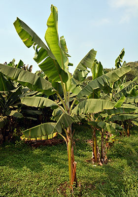 Plantain Gonja Manjaya.