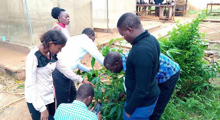 Agriculture extension officers learning how to inspect cassava seeds in the field.