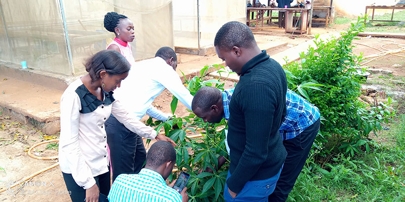 Agriculture extension officers learning how to inspect cassava seeds in the field.