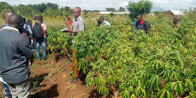 Agriculture extension officers learning how to inspect cassava seeds in the field.
