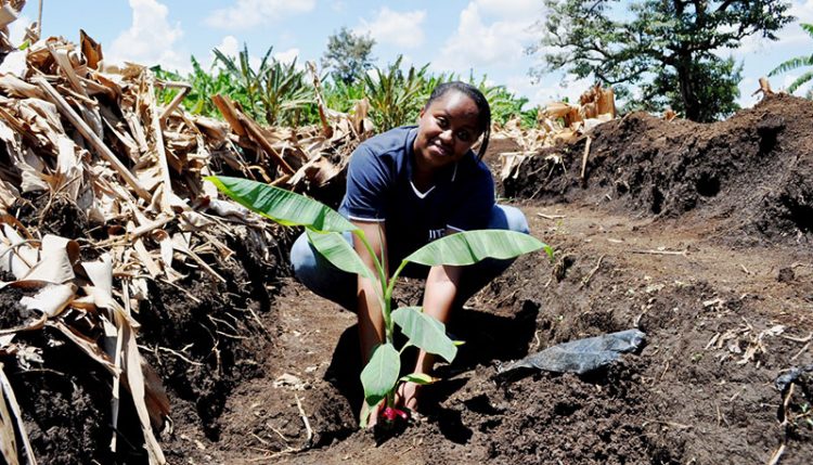 Brigitte Uwimana, IITA Scientist planting a sucker.