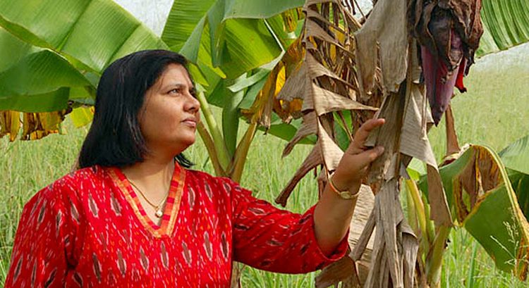 Dr Leena Tripathi, IITA Principal Scientist observing her crop yield.