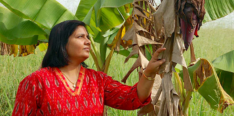 Dr Leena Tripathi, IITA Principal Scientist observing her crop yield.