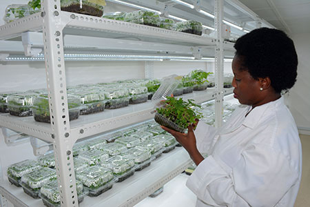 Mercy Diebiru Ojo, IITA Scientist obsesving SAH cassava ready for transplanting.