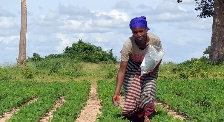 Muacheia Acacio Groundnut farmer applying Aflasafe in Muriaze, Nampula Province, Northern Mozambique, during field efficacy trials conducted during the 2016/2017 cropping season.