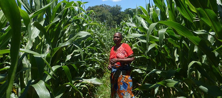 SUN project participant in her maize field.