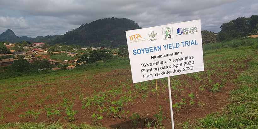 A soybean yield trial site in IITA-Cameroon.