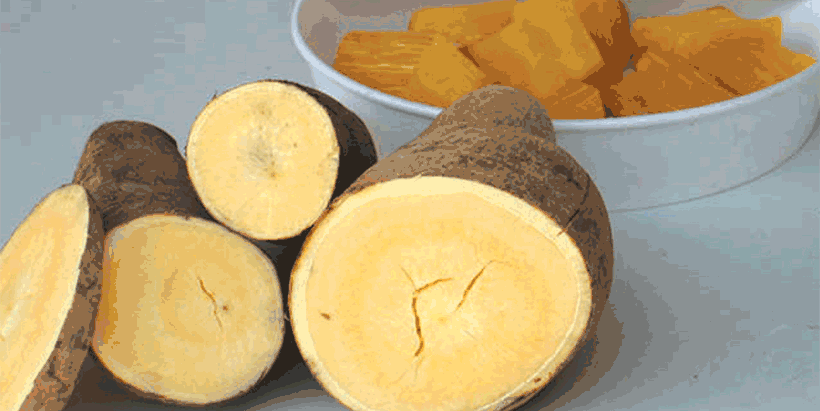 Raw and cooked biofortified cassava.
