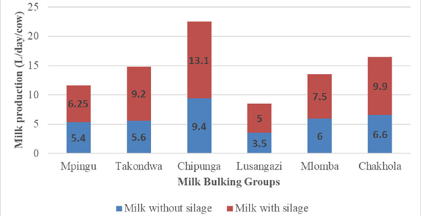 The effect of cassava silage on milk production.