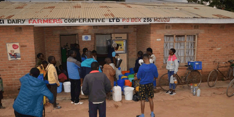 Farmers selling their milk to Lusangadzi Cooperative. Photo credit: Emmanuel Mwale (IITA)