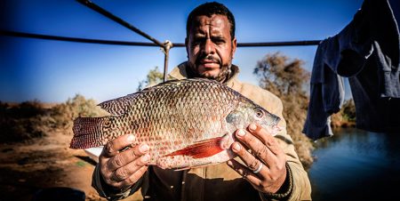 Researchers reveal factors responsible for Tilapia consumption preferences of low-income consumers in Egypt