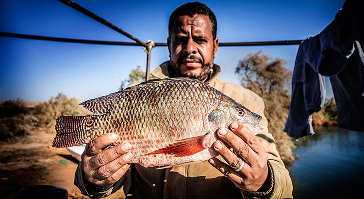 Researchers reveal factors responsible for Tilapia consumption preferences of low-income consumers in Egypt