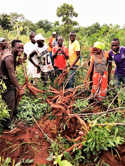ACAI project: Upscaling cassava agronomy in Africa