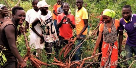 Upscaling cassava agronomy in Africa