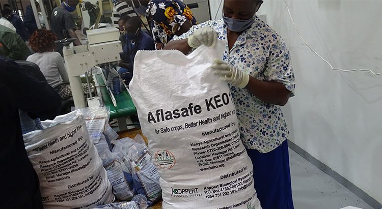 Aflasafe KE01: Biocontrol measure for Aflatoxin