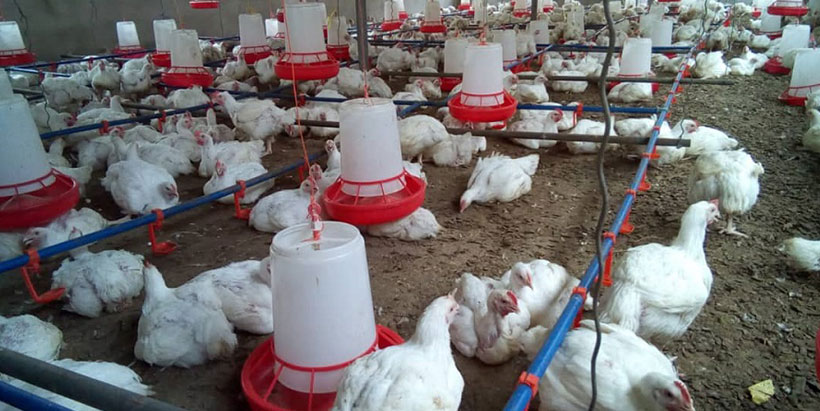 ENABLE-TAAT trained agripreneurs record their first million in the poultry business