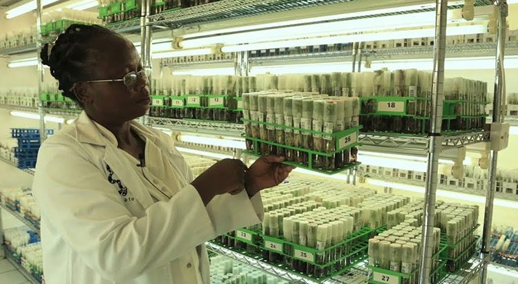 CGIAR Germplasm Health Units contributing to global phytosanitary systems