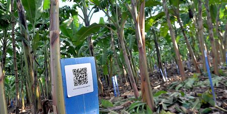 Banana breeding project successfully implements modern track and trace system