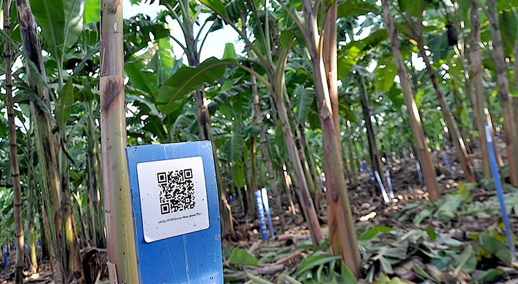 Banana breeding project successfully implements modern track and trace system