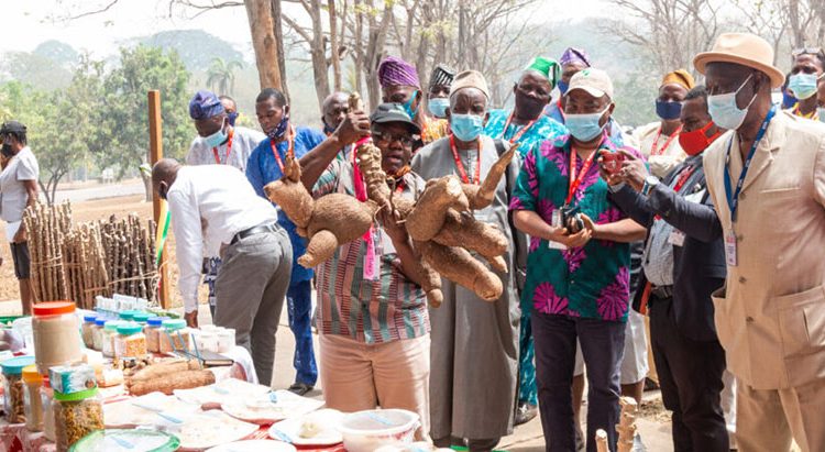 BASICS-II kicks off partnership to promote improved cassava varieties cultivation and consumption