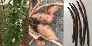 Peas ‘n’ Chips: Creating food security with African yam bean