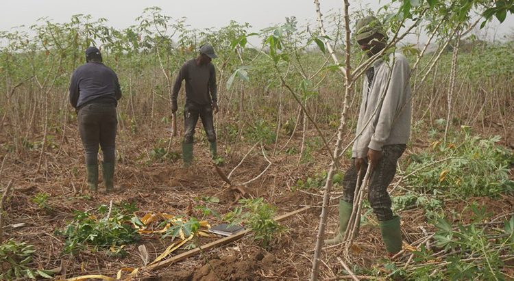 Farmers recount the benefits of AKILIMO in cassava production