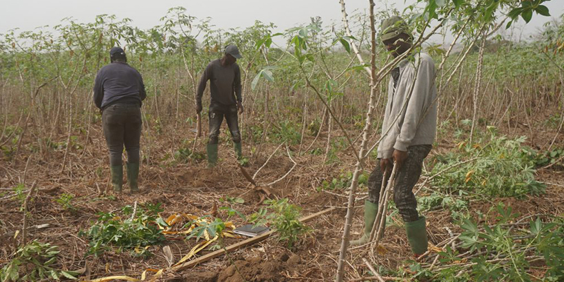 Farmers recount the benefits of AKILIMO in cassava production