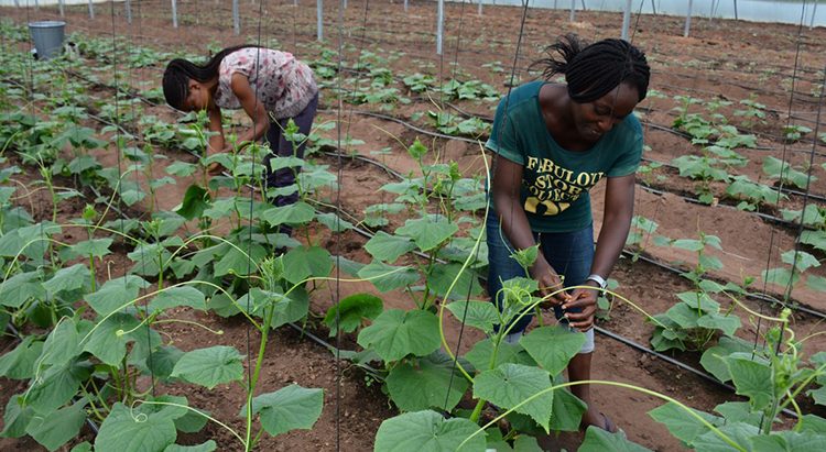 Study shows way to influence youth performance in Agripreneurship