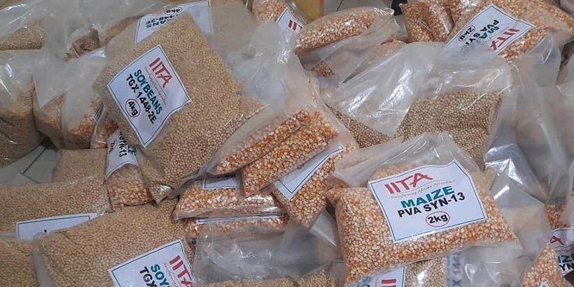 IITA donates elite planting materials to boost FCT farmers’ productivity