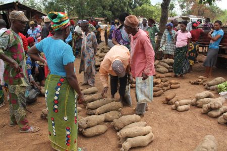 Picture of yam farmers selling bad quality yam roots