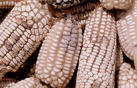 Picture of Aflatoxin contaminated maize