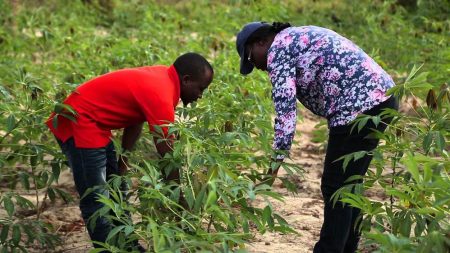 Picture of Veronica (right) assessing cassava in the field of one of the farmers involved in the study.