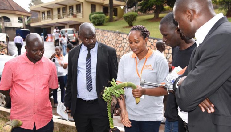 Picture of Dr Brigitte Uwimana explaining to Members of Parliament where and how banana seeds used in breeding are extracted.