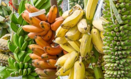 Picture of different varieties of banana abound.
