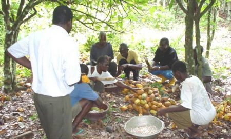 Picture of Cocoa farmers breaking pods